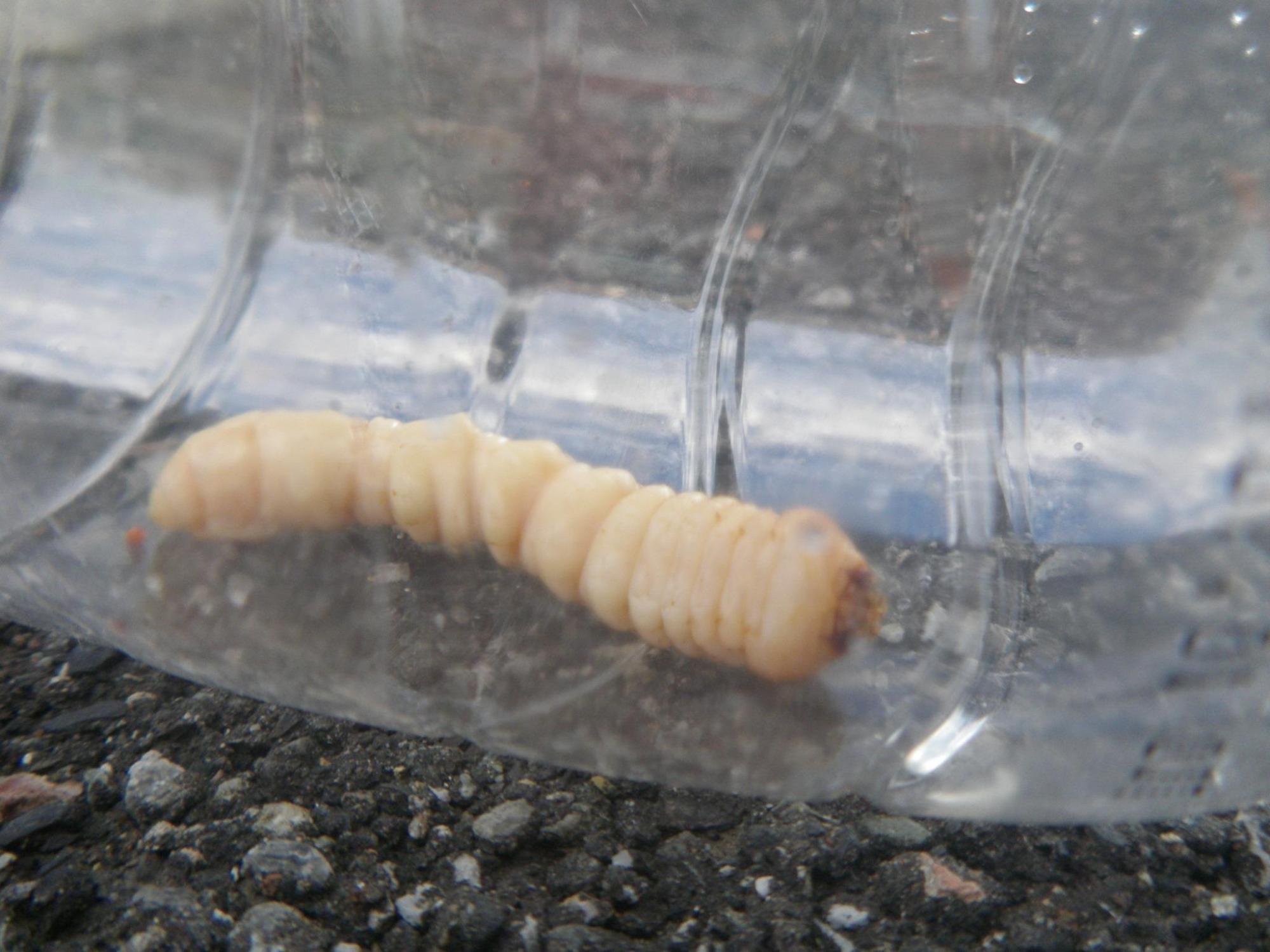 クビアカツヤカミキリの幼虫